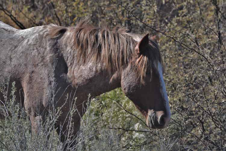 horses